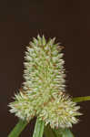 Fragrant spikesedge